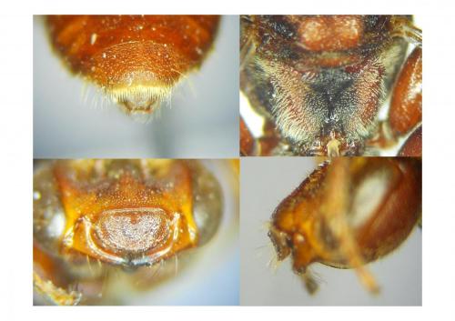 Réf. 196 917 : Nomada stigma